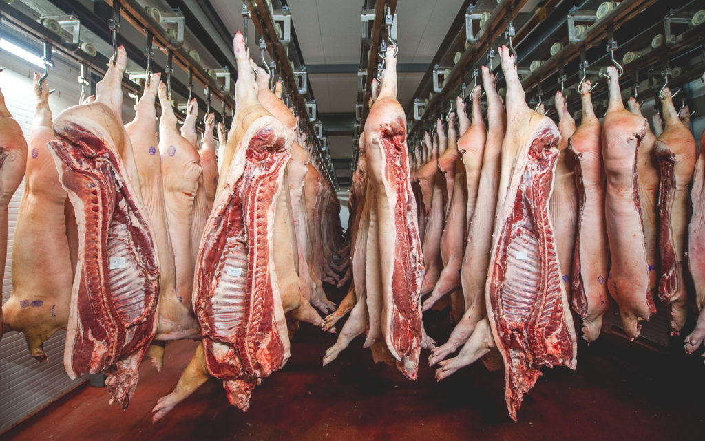 Porc froid réfrigéré dans une usine de viande