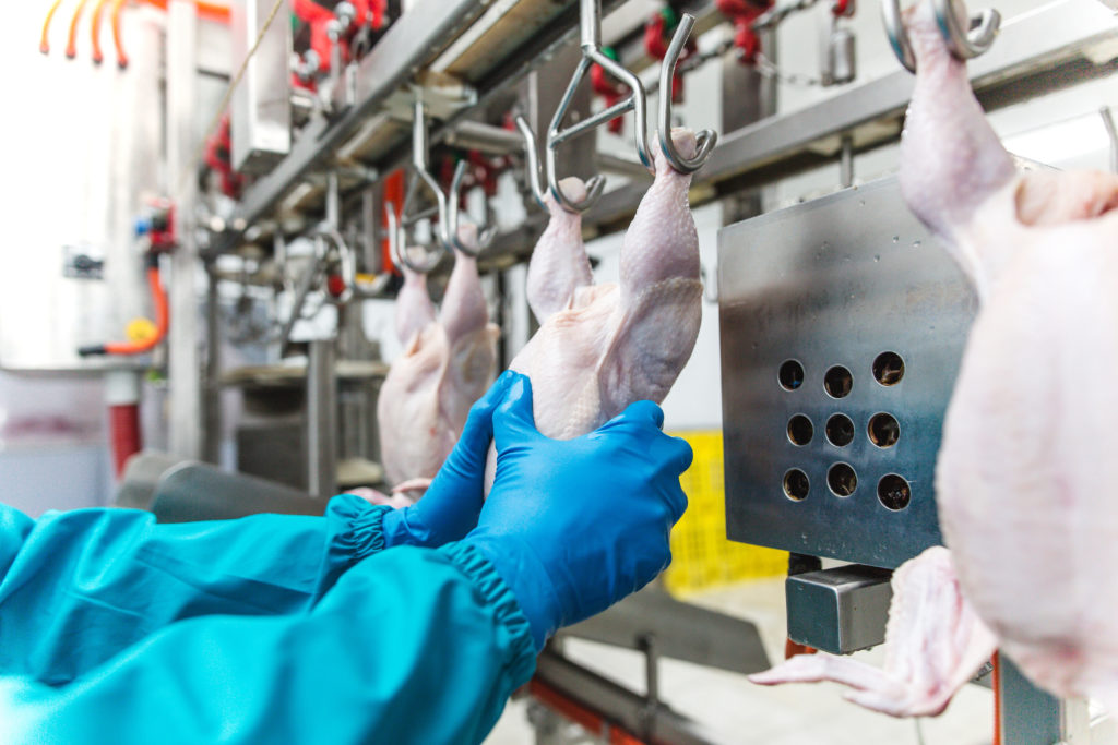 Un travailleur vérifie les carcasses de poulet suspendues dans un équipement automatisé